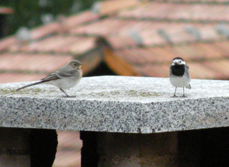 Giovane di Ballerina bianca (Motacilla alba)